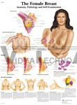 The Female Breast - Anatomical Chart